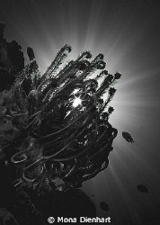 Playing around with the sun and the Tokina fisheye in Bun... by Mona Dienhart 